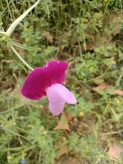 Lathyrus clymenum