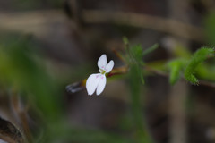 Stylidium repens