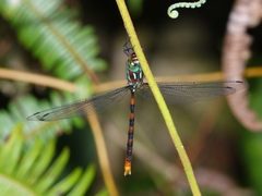 Dromaeschna weiskei