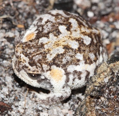 Breviceps montanus