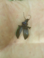 Calosoma sycophanta