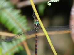Dromaeschna weiskei
