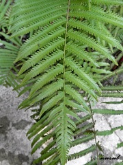 Amblovenatum immersum