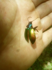 Calosoma sycophanta