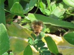 Bombyliini