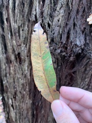 Eucalyptus eugenioides