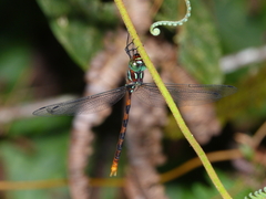 Dromaeschna weiskei
