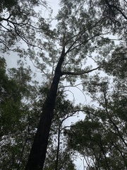 Eucalyptus eugenioides