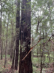 Eucalyptus eugenioides
