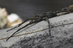 Dolomedes scriptus