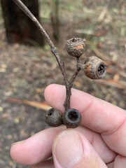 Eucalyptus eugenioides