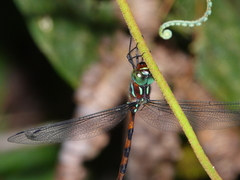 Dromaeschna weiskei