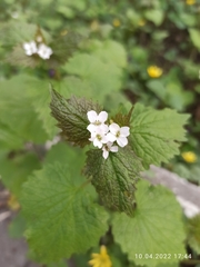 Alliaria petiolata