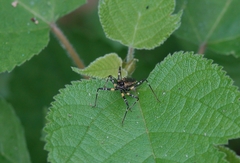 Sphedanolestes impressicollis