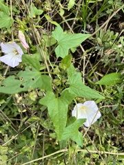 Calystegia hederacea