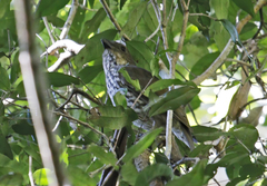 Scenopoeetes dentirostris