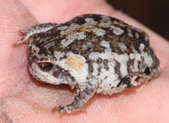 Breviceps montanus