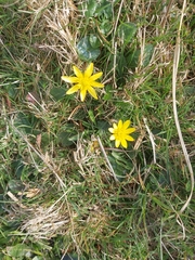 Ficaria verna