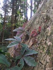 Tetrastigma obtectum glabrum