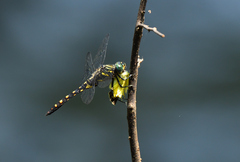 Onychothemis testacea