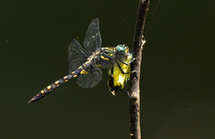 Onychothemis testacea