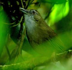 Malacocincla abbotti