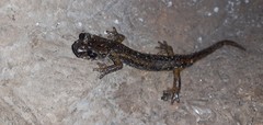 Speleomantes italicus