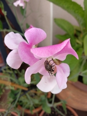 Oxythyrea funesta