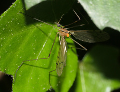 Limonia phragmitidis