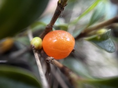 Coprosma quadrifida