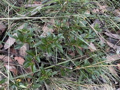 Coprosma quadrifida