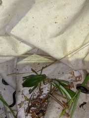 Isophya pyrenaea