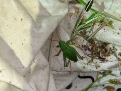 Isophya pyrenaea