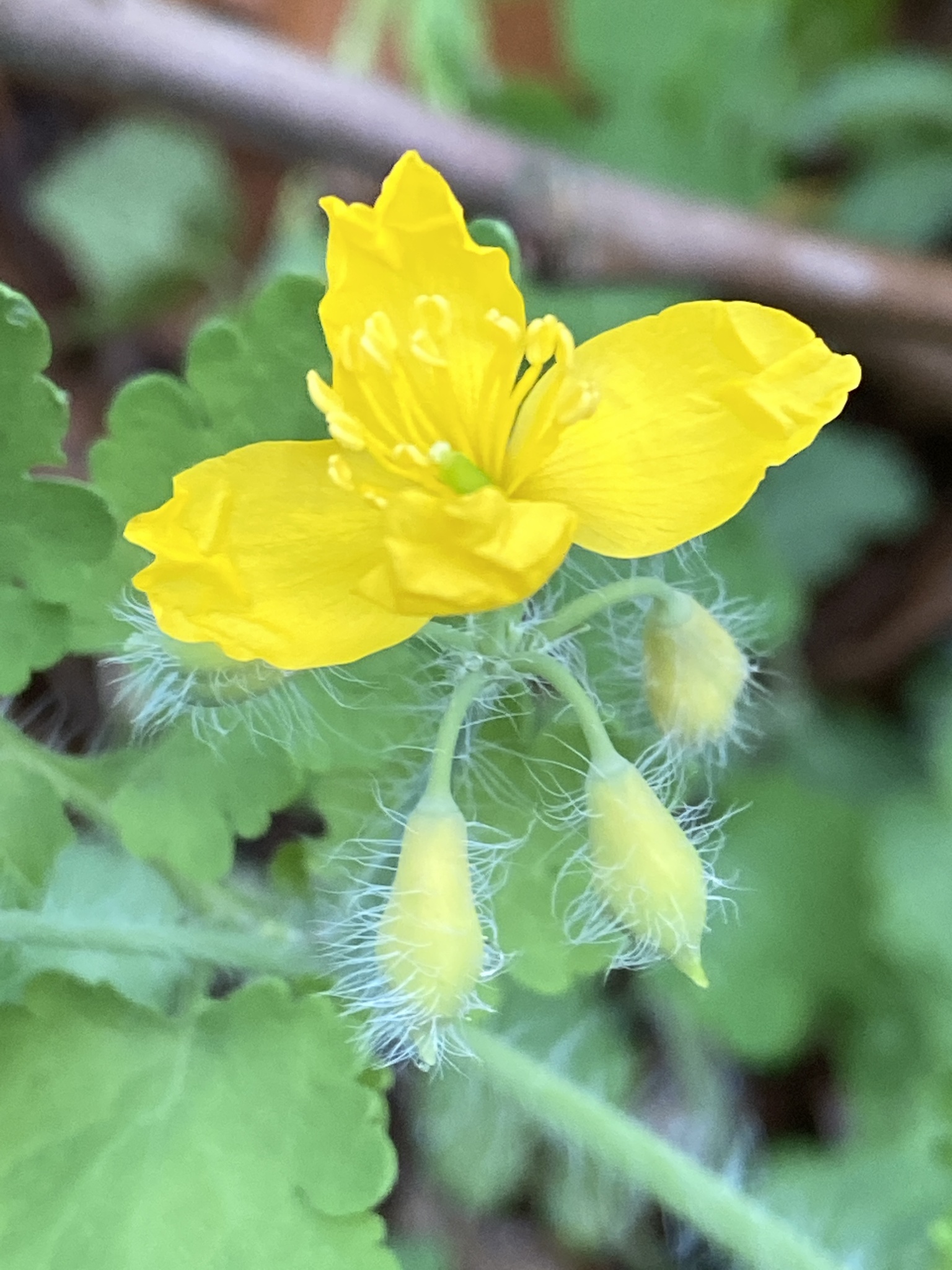 Chelidonium