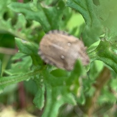 Eurygaster testudinaria
