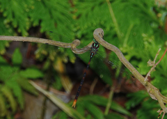 Dromaeschna weiskei