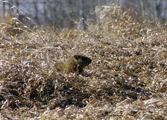 Marmota monax