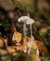 Roridomyces austrororidus