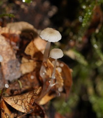Roridomyces austrororidus