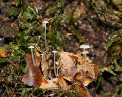 Roridomyces austrororidus