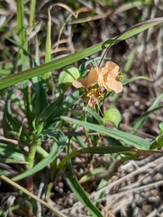 Commelina reptans