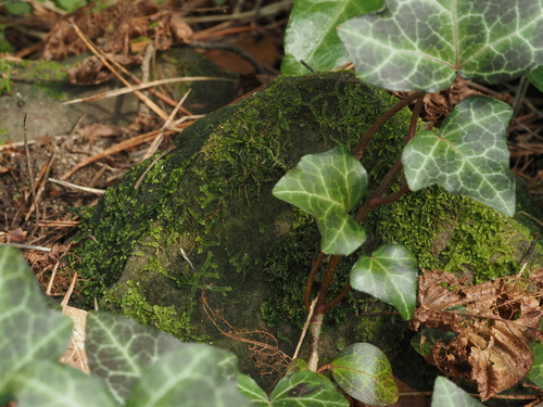 Įvairialapė gludutė nuotrauka