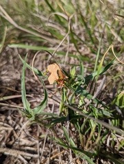 Commelina reptans