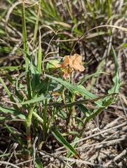 Commelina reptans