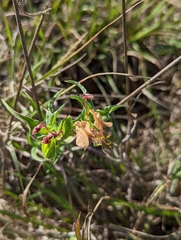 Commelina reptans