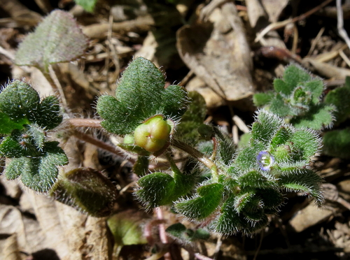 Veronica Sibthorpioides