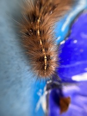 Ardices curvata