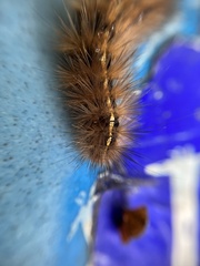 Ardices curvata