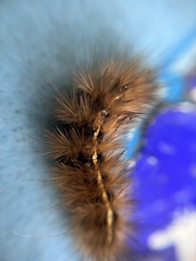 Ardices curvata