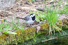 Motacilla alba alba